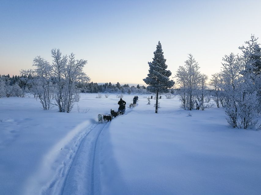 Kiruna: Guided Afternoon Drive Your Own Dog Sled Tour - Taking the reins in Swedish Lapland