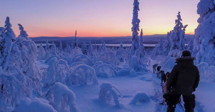 Kiruna: Guided Afternoon Drive Your Own Dog Sled Tour - Winter clothing, safety, and staying warm