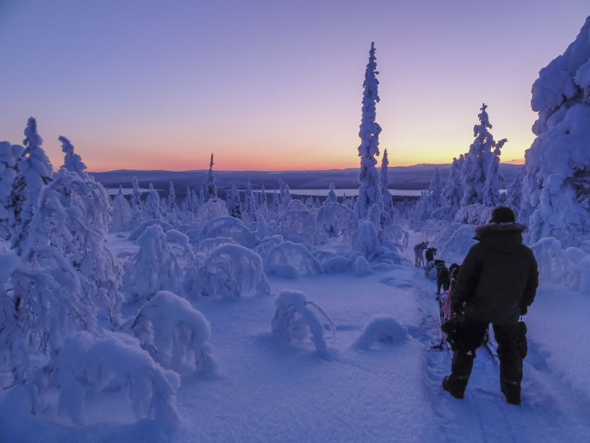 Kiruna: Guided Afternoon Drive Your Own Dog Sled Tour - Meeting the huskies at Kalixforsbron