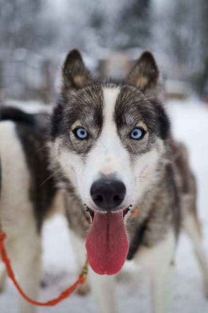 Kiruna: Morning Husky Sled Ride with Coffee Break - Twelve huskies, a quiet forest, and a fast start