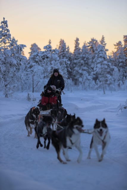 Kiruna: Morning Husky Sled Ride with Coffee Break - Should you book it?