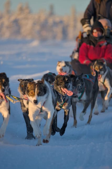Kiruna: Morning Husky Sled Ride with Coffee Break - Across frozen lakes and snow-covered forest