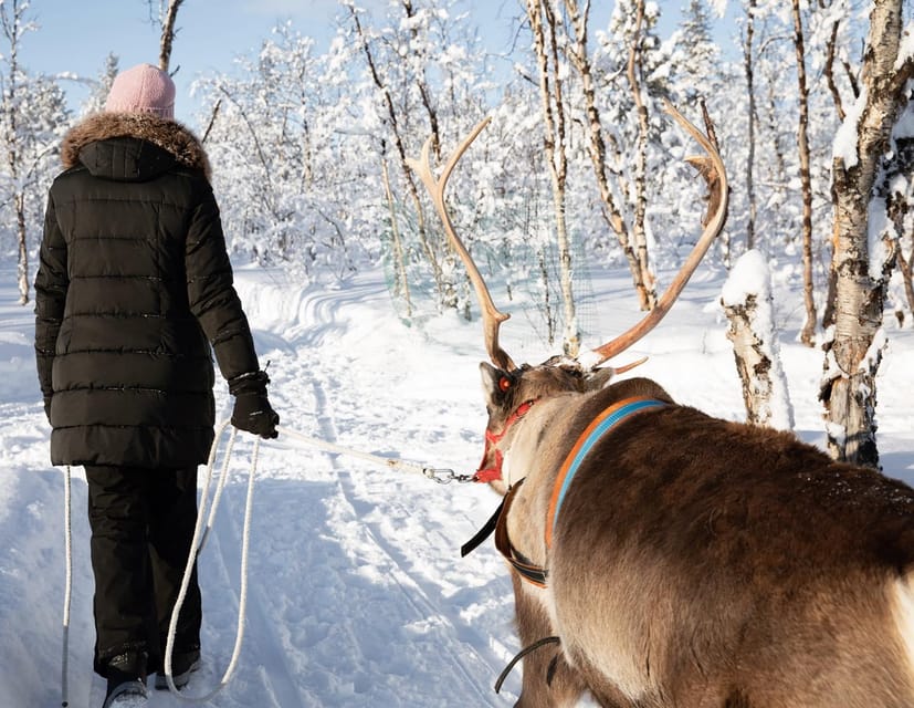 KIRUNA: Sami Reindeer Experience - Booking, Cancellation, and Practical Details