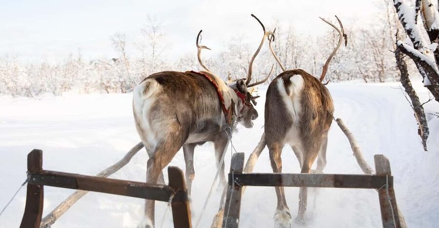 KIRUNA: Sami Reindeer Experience - What the $348 Price Really Covers