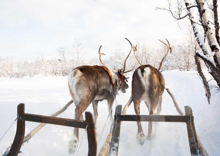 KIRUNA: Sami Reindeer Experience - Who Should Book This Experience