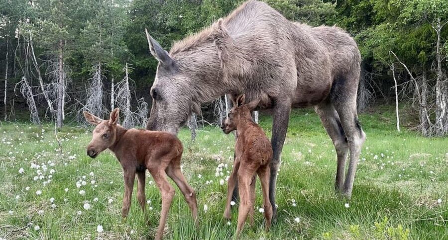 Kristiansand: Guided Bus Tour and Moose Park Experience - A scenic 75-minute ride through Agder County