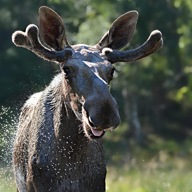 Kristiansand: Guided Bus Tour and Moose Park Experience - Viltgården’s introduction to the moose