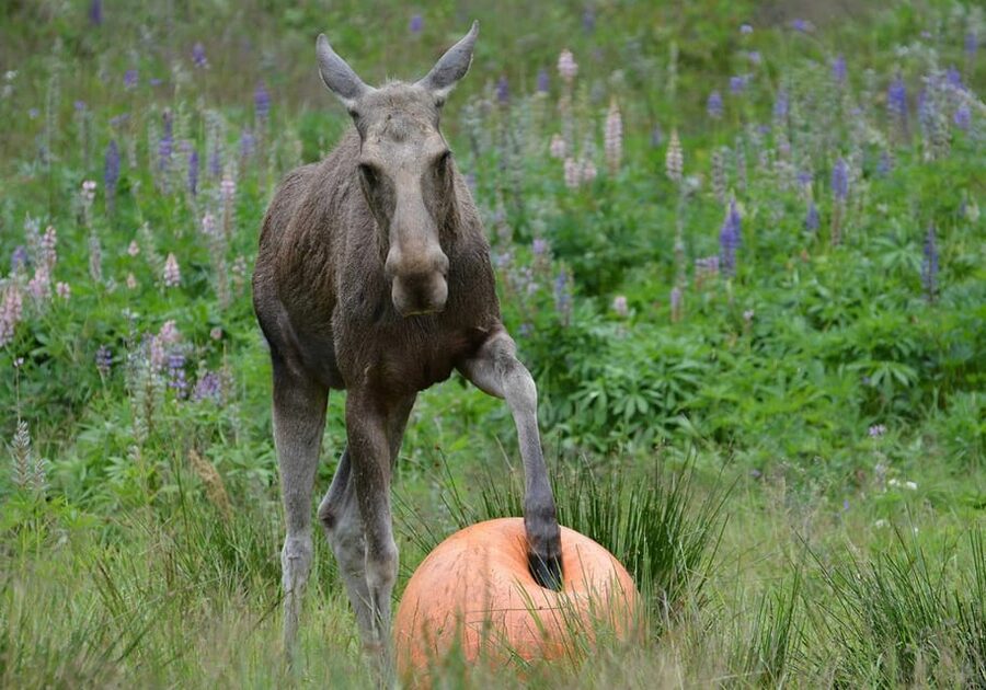 Kristiansand: Guided Bus Tour and Moose Park Experience - A quiet walk, waffle, and coffee