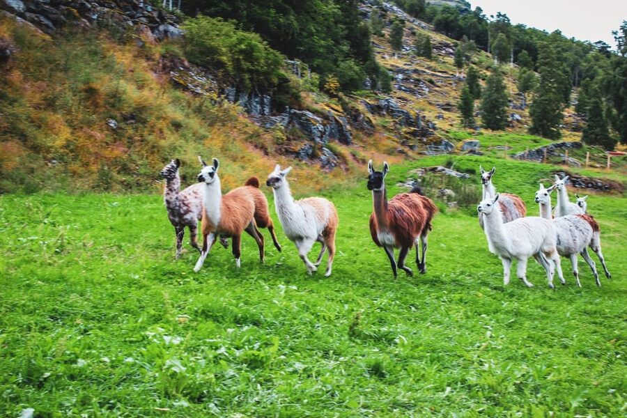 Ljøen, Hellesylt: Ljøen Farm Tour - A mountain farm above the Geirangerfjord