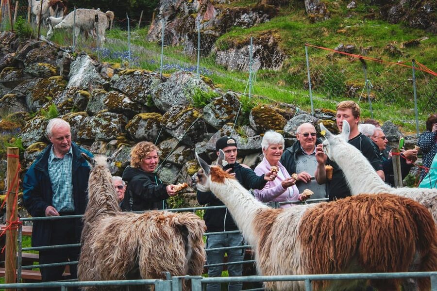 Ljøen, Hellesylt: Ljøen Farm Tour - Should you book the Ljøen Farm Tour?