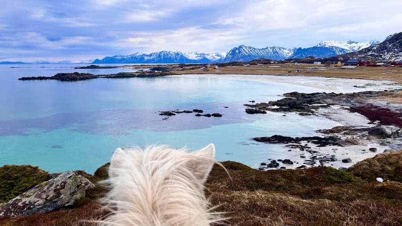 Lofoten: Guided Horse Riding Tour Over Hov and Hovsund - Small details that make the experience work