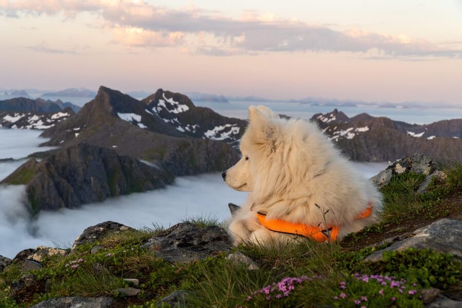 Lofoten Islands: Guided Hiking Into the Wilderness - Uphill - Why a Local Guide Helps Here