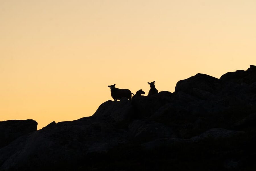 Lofoten Islands: Guided Hiking Into the Wilderness - Uphill - Price and What You Get for $136