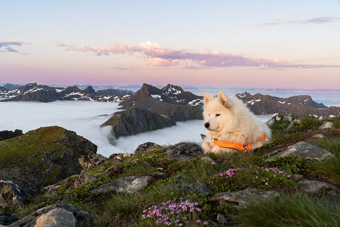 Lofoten Islands: Hiking Into the Wilderness - Who should book this hike