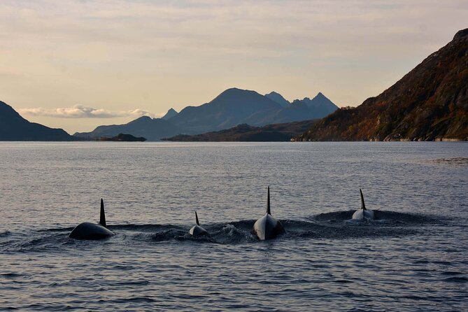 Lofoten RIB Sea Eagle Safari and Trollfjord Cruise - Entering Trollfjord between mountains and beaches