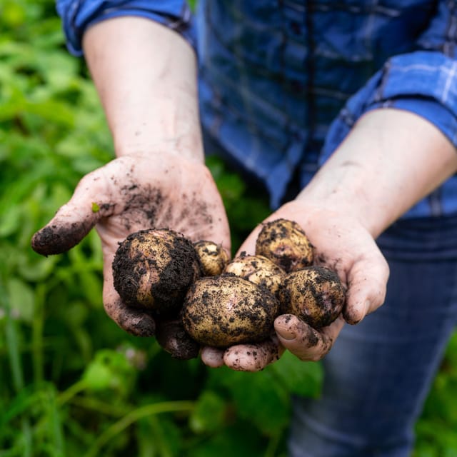 Lofoten (Stamsund and Leknes): Aimees Farm Experience - What the three-hour schedule is like