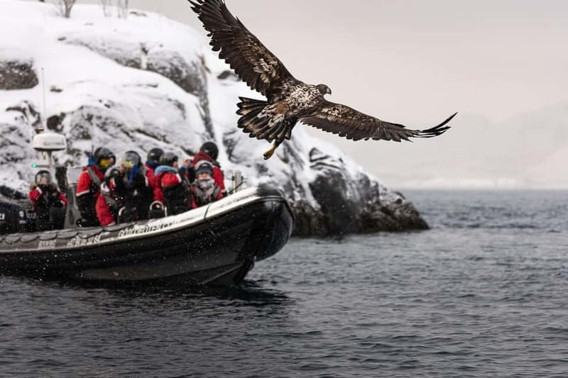 Lofoten: Trollfjord Sea Eagle Safari by RIB Boat - Practical advice for making the most of it