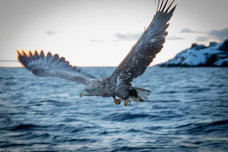 Lofoten: Trollfjord Sea Eagle Safari by RIB Boat - Why this two-hour RIB trip works so well