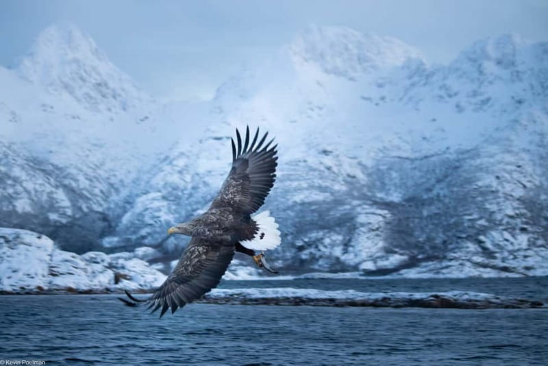Lofoten: Trollfjord Sea Eagle Safari by RIB Boat - Meeting the sea eagles near the boat