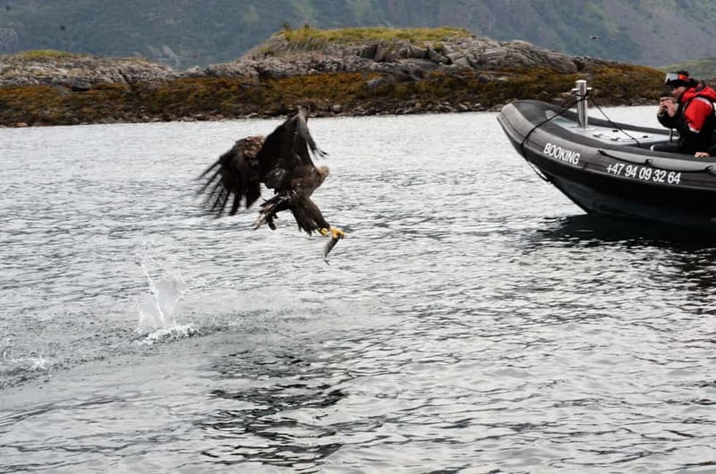 Lofoten: Trollfjord Sea Eagle Safari by RIB Boat - Who should choose this tour