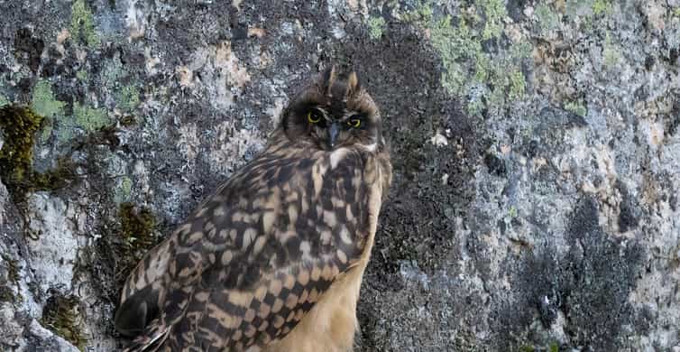 Lofoten: Wildlife Safari - A Wildlife Search Rather Than a Fixed Sightseeing Route