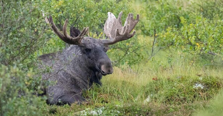 Lofoten: Wildlife Safari - Why the Six-Person Group Matters