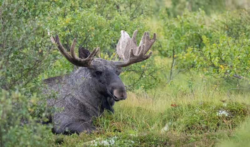 Lofoten: Wildlife Safari - A Guide Who Thinks Like a Photographer