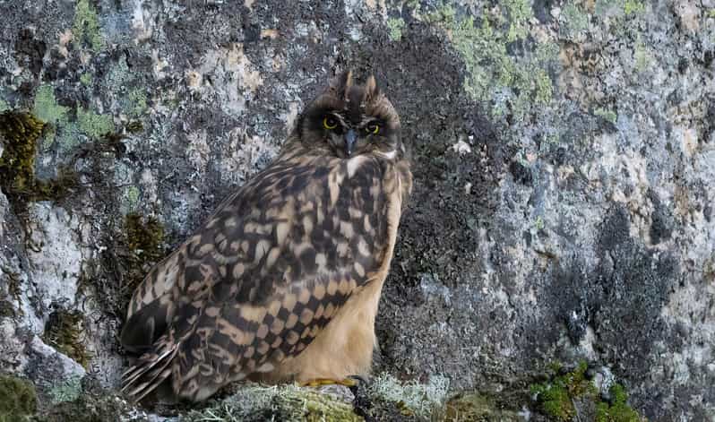 Lofoten: Wildlife Safari - Timing: Evening Light, Seasonal Changes, and Patience