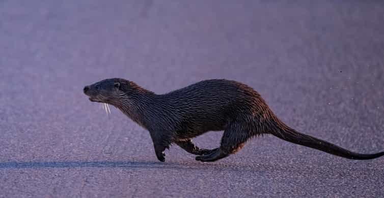 Lofoten: Wildlife Safari - What You Might See Around Lofoten