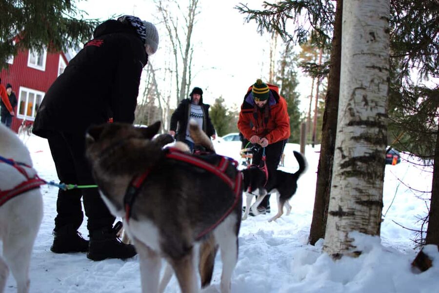 Luleå: Guided Dog Sledding Tour - Gliding through Ale’s snowy forests and open fields