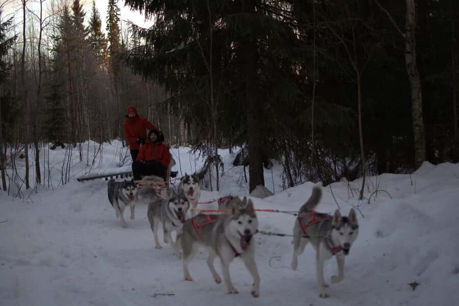 Luleå: Guided Dog Sledding Tour - The mid-tour pause for photos and dog care