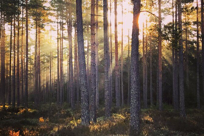 Midnight Sun and Campfire - National Park evening hike Stockholm - A guide-led evening with a personal feel