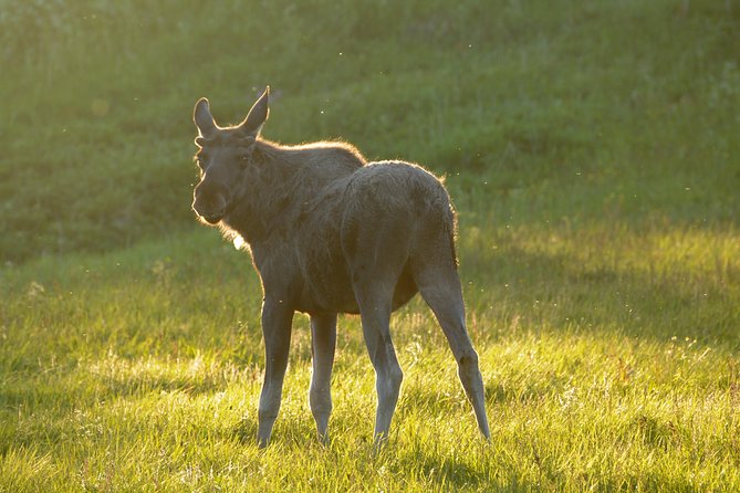 Moose Safari Bodo, Norway, Meet the Largest Land Animal in Europe - Saltstraumen gives the evening a strong start