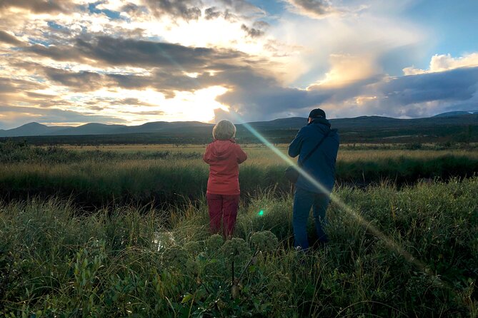 Moose Safari │ Dovre & Lesja Aktiv - Why Hjerkinn is a good place to look for moose