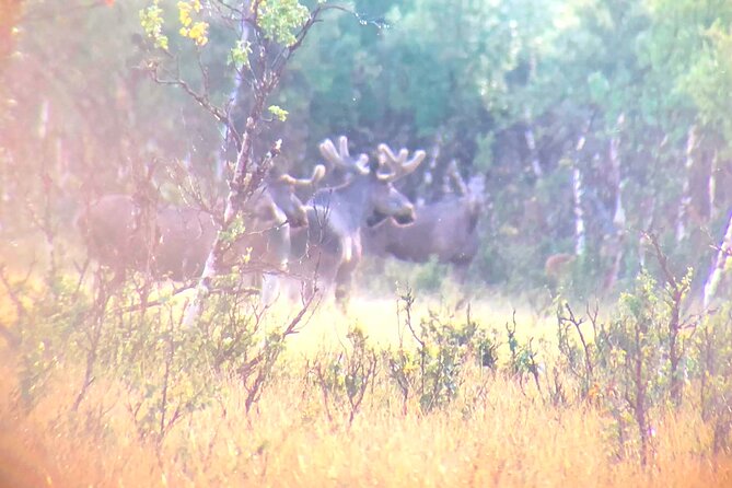Moose Safari │ Dovre & Lesja Aktiv - The opening talk sets the tone