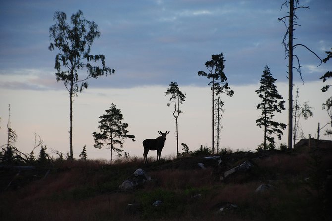 Moose safari in the wild Sweden Tiveden - Key points before you book