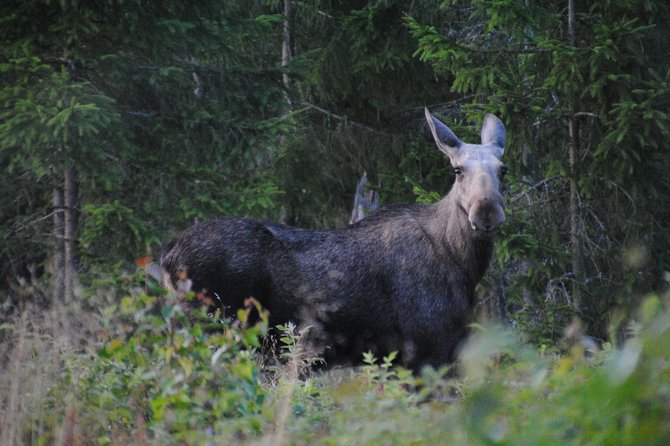 Moose safari in the wild Sweden Tiveden - Learning to read the forest on foot