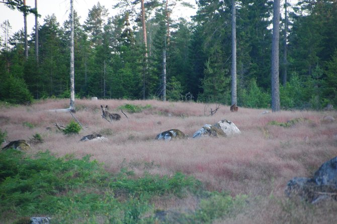 Moose safari in the wild Sweden Tiveden - David’s role in the experience