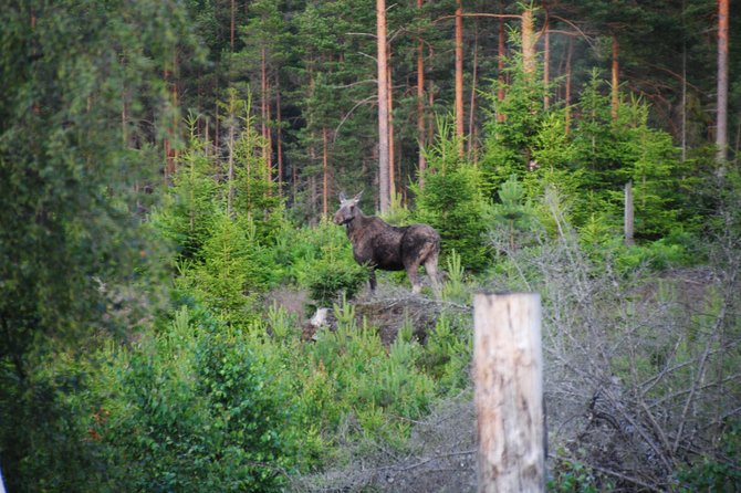 Moose safari in the wild Sweden Tiveden - What the six-hour timing really means