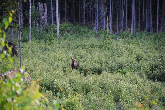 Moose safari in the wild Sweden Tiveden - Price and value at $134.45