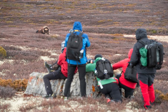 Musk ox Safari in Dovrefjell National Park, Oppdal Safari - Why this musk ox hike is special