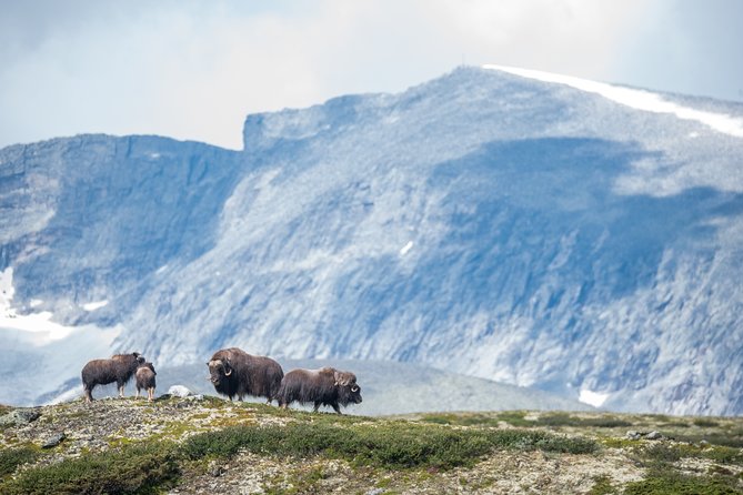 Musk ox Safari in Dovrefjell National Park, Oppdal Safari - Lunch with a mountain view