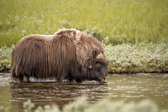 Musk ox Safari in Dovrefjell National Park, Oppdal Safari - The second stretch and return walk
