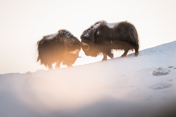Musk ox Safari in Dovrefjell National Park, Oppdal Safari - What the guides add