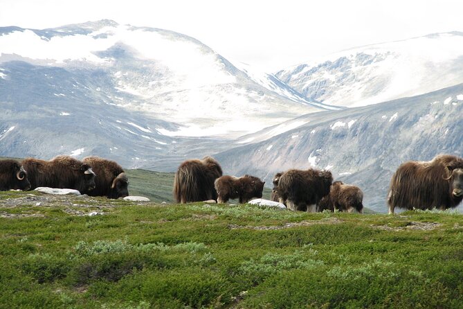 Muskox Safari from Hjerkinn | Dovre & Lesja Aktiv - Meeting in Hjerkinn at 10:00 a.m.