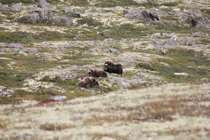 Muskox Safari from Hjerkinn | Dovre & Lesja Aktiv - The 200-meter rule and the telescope