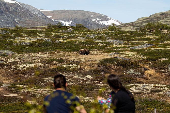 Muskox Safari from Hjerkinn | Dovre & Lesja Aktiv - What the $65.99 price really covers