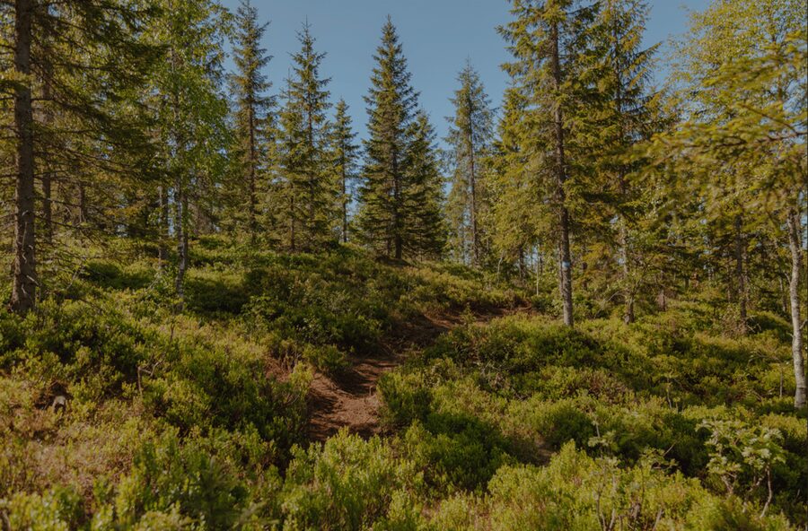 Oslo: Best View of the Oslofjord Hike - The 40-minute metro ride from Backstube Opera