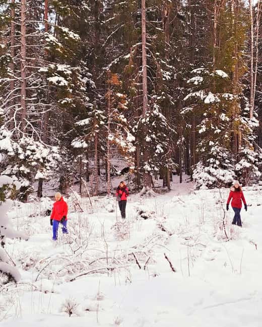 Oslo: Scenic Forest Hike with Dog & Local Guide - The best parts of the experience