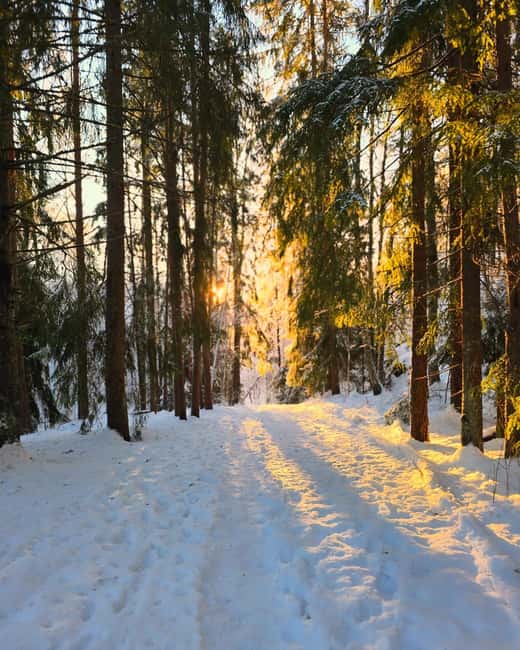 Oslo: Scenic Forest Hike with Dog & Local Guide - What to bring for a comfortable morning